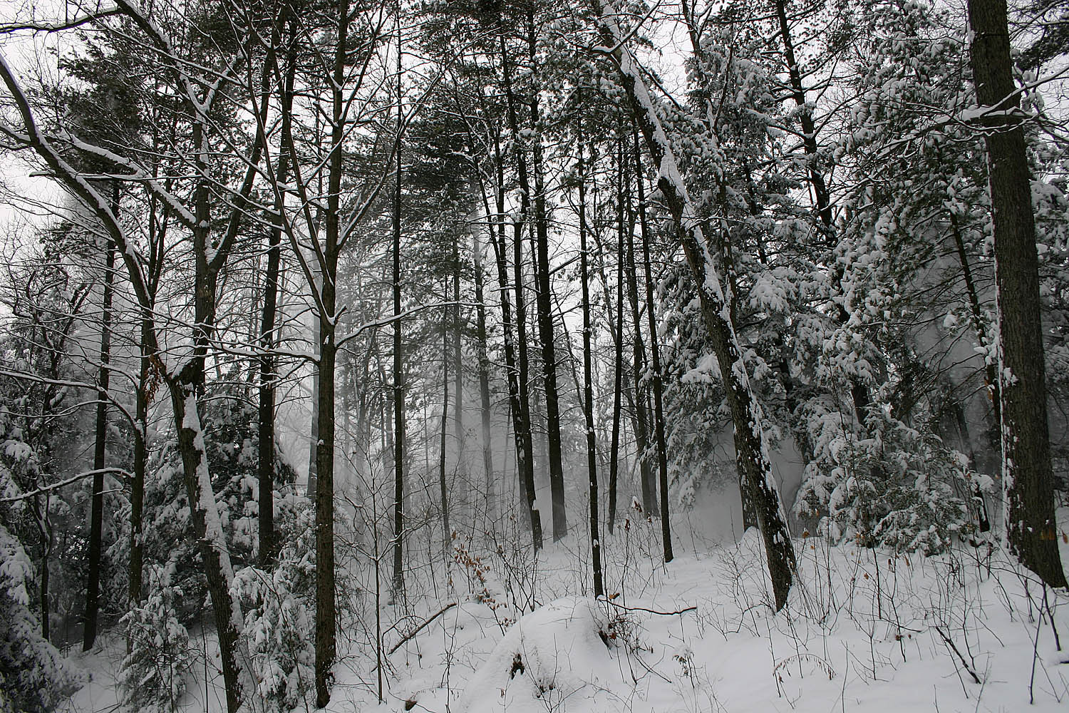 07_snow_falling_from_trees