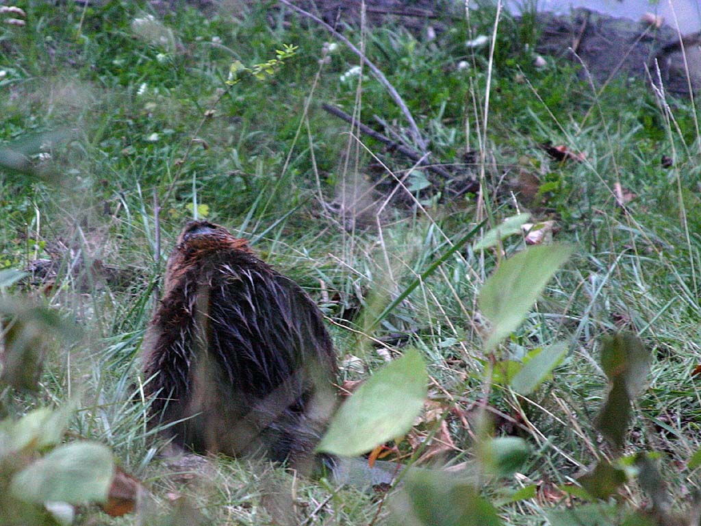 01 beaver walking away