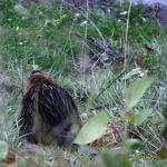 01 beaver walking away