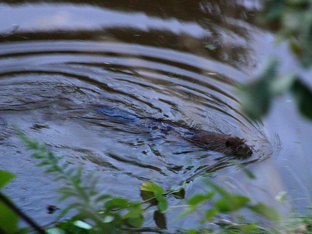 03 beaver swimming