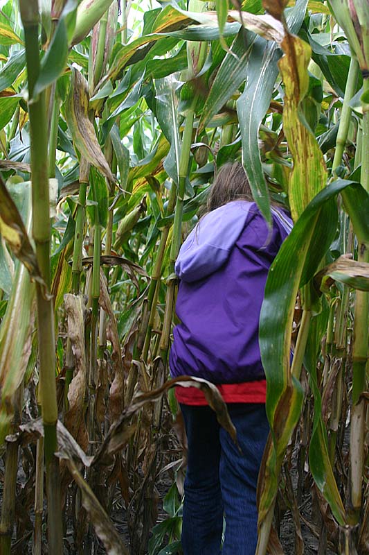 05 Rebecca takes a shortcut through the corn