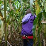 05 Rebecca takes a shortcut through the corn