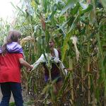 07 Rebecca pulls her friend through the corn