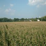 10_the_corn_field