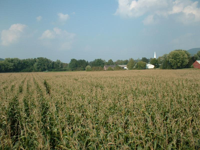 10_the_corn_field