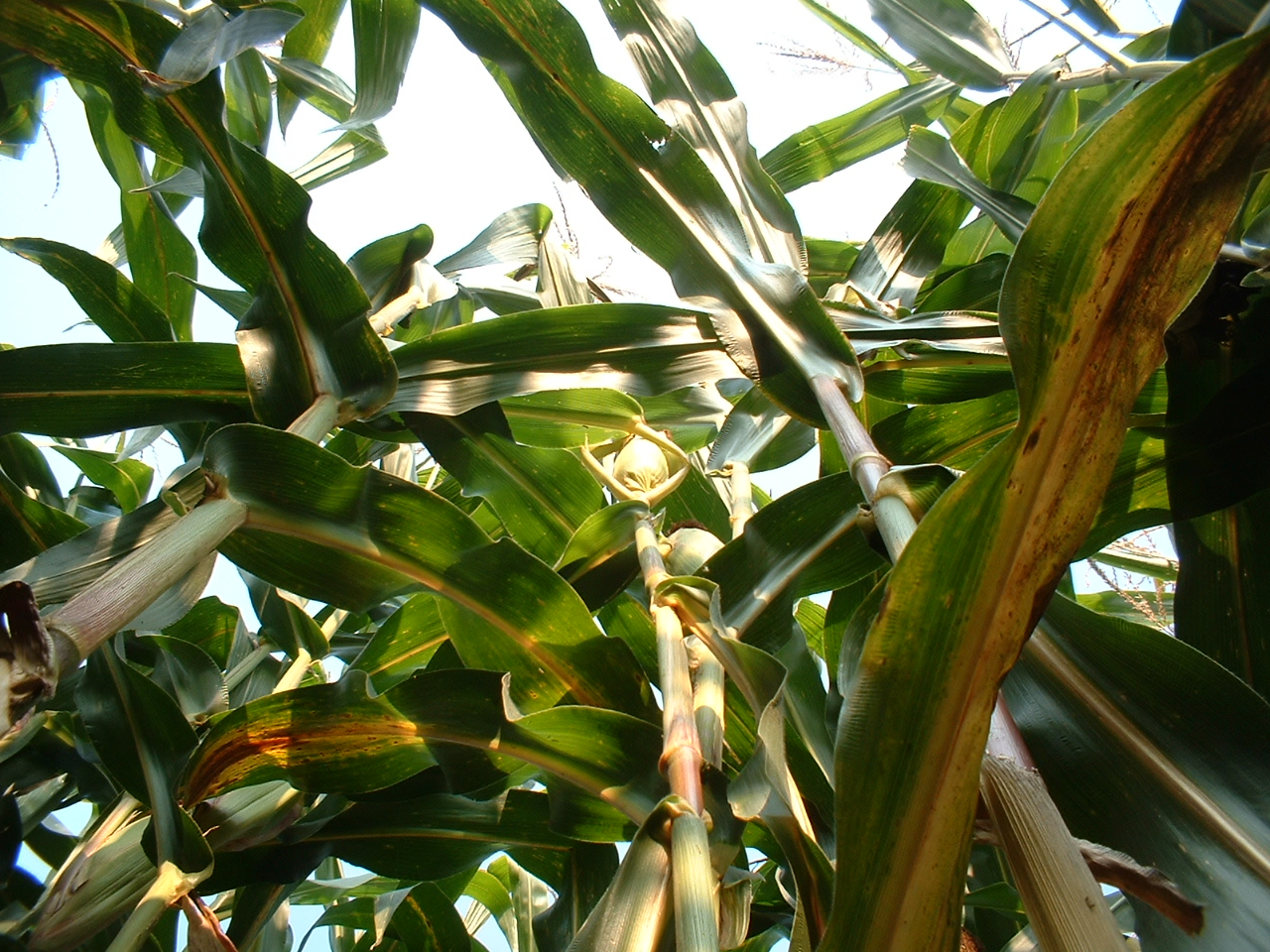 12_looking_up_at_the_corn_stalk