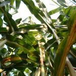 12_looking_up_at_the_corn_stalk