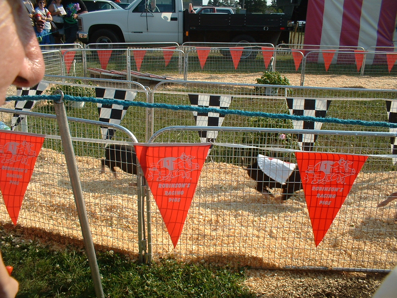 01_Robinsons_racing_pigs