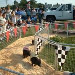 04_racing_pigs