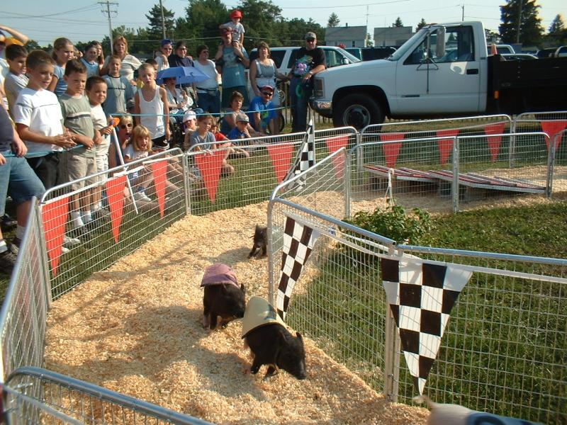 04_racing_pigs