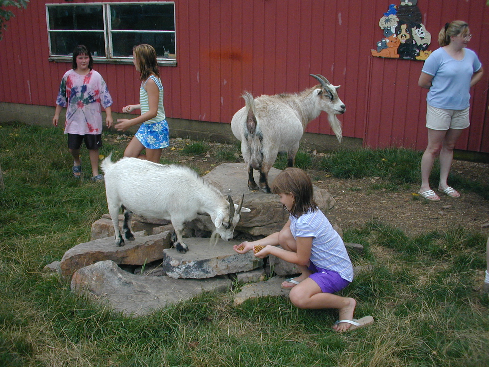 38_Rebecca_feeding_a_goat