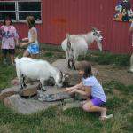 38_Rebecca_feeding_a_goat