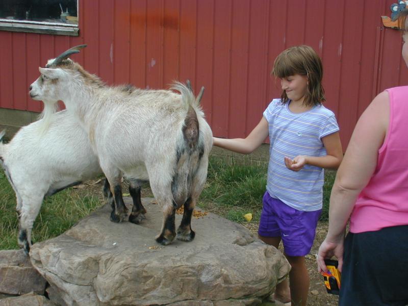 40_Rebecca_feeding_the_other_goat