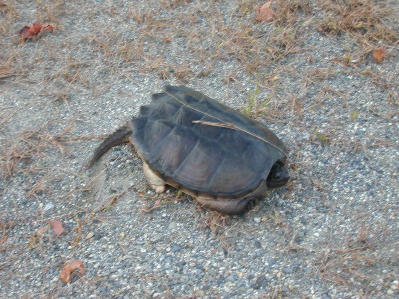 00_turtle