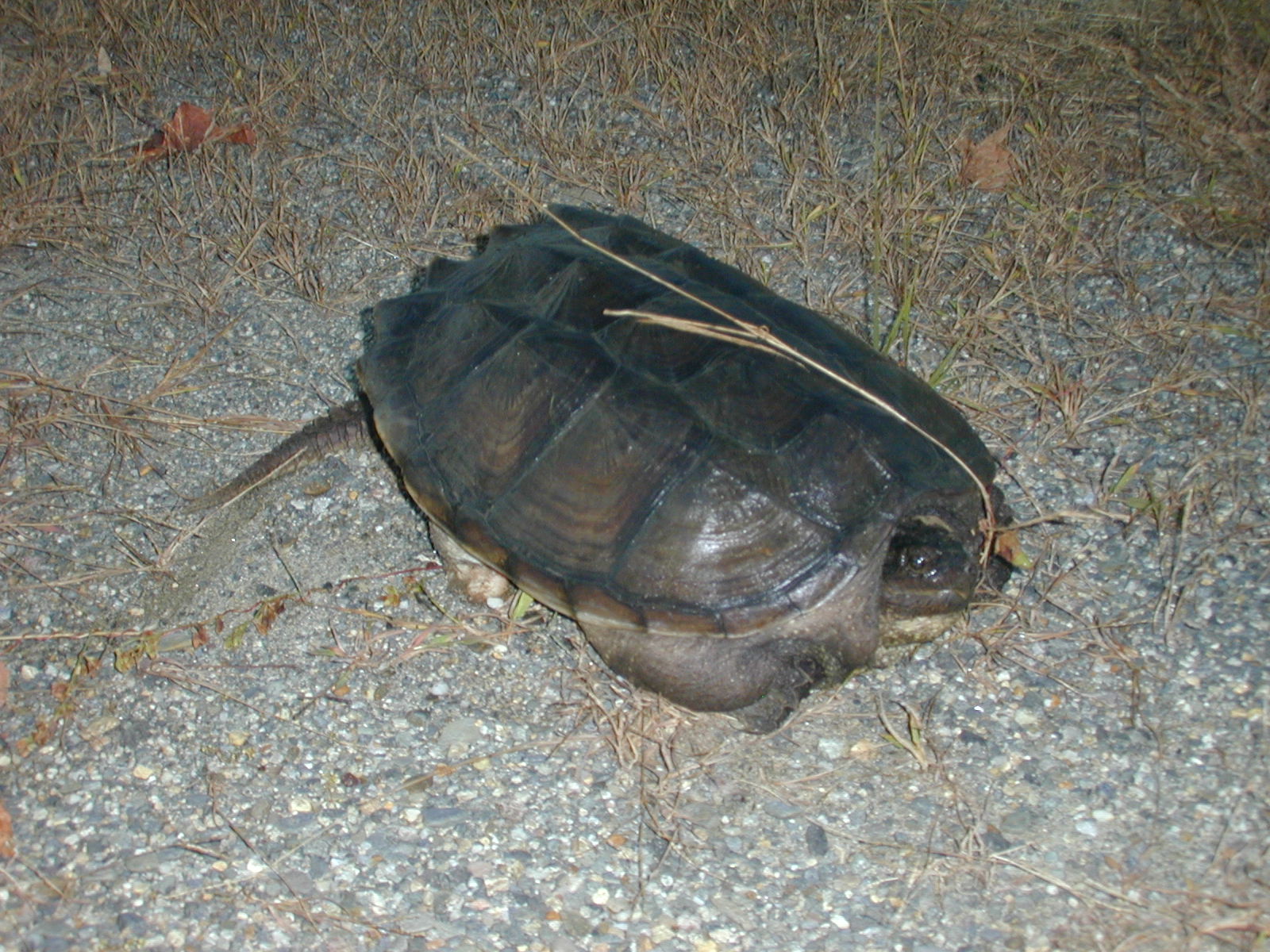 01_turtle