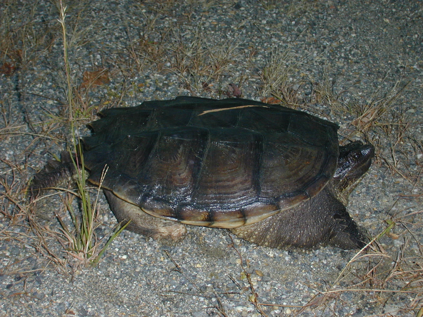 03_turtle