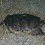 03_turtle