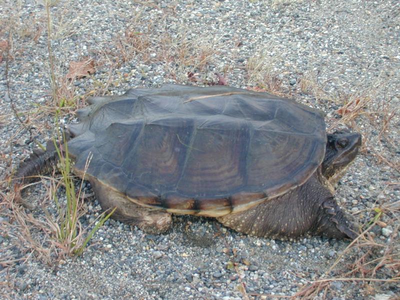 04_turtle