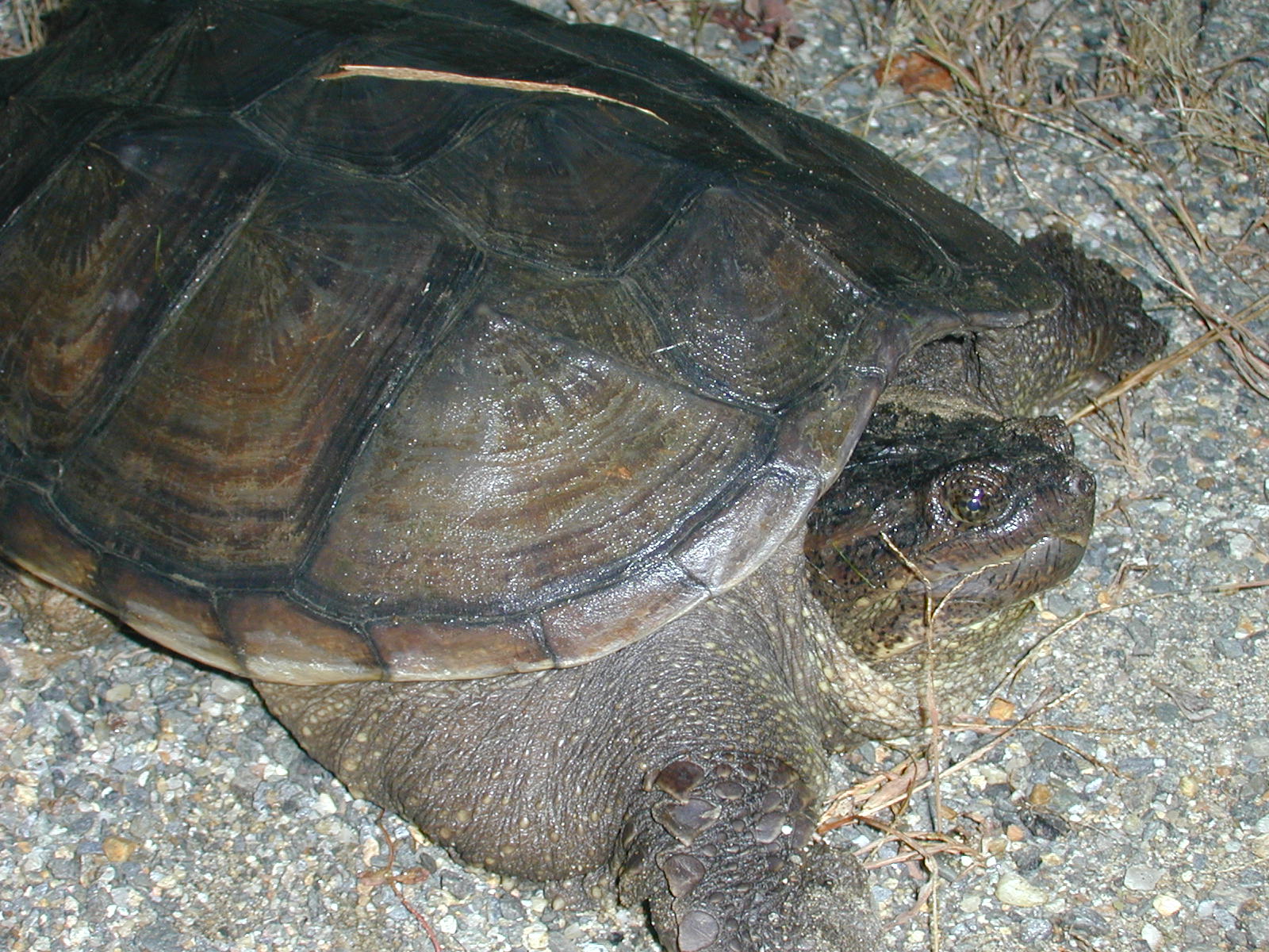 05_turtle