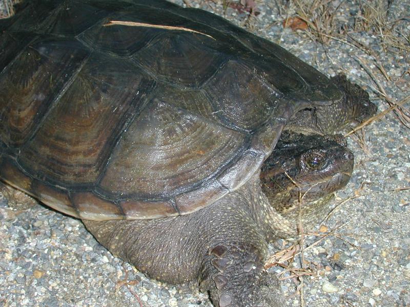 05_turtle