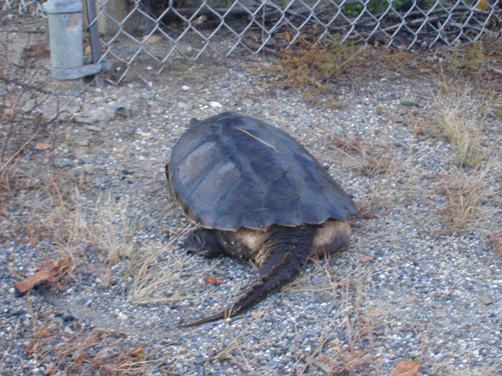 08_turtle