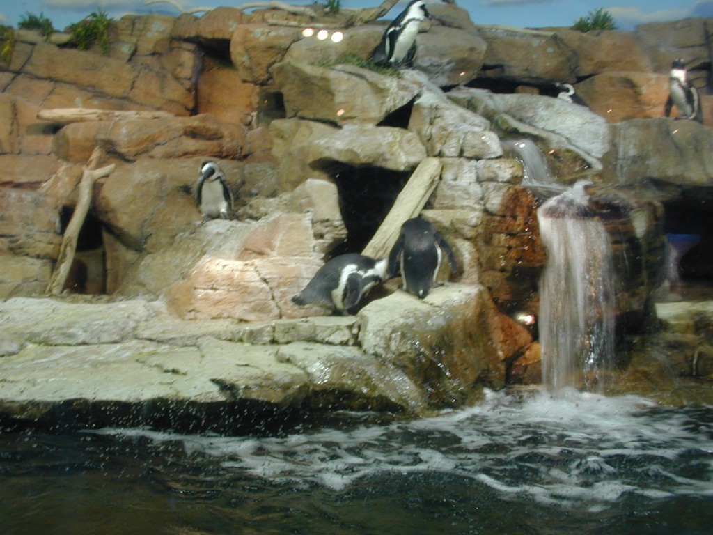 01 penguins Monterey Bay Aquarium