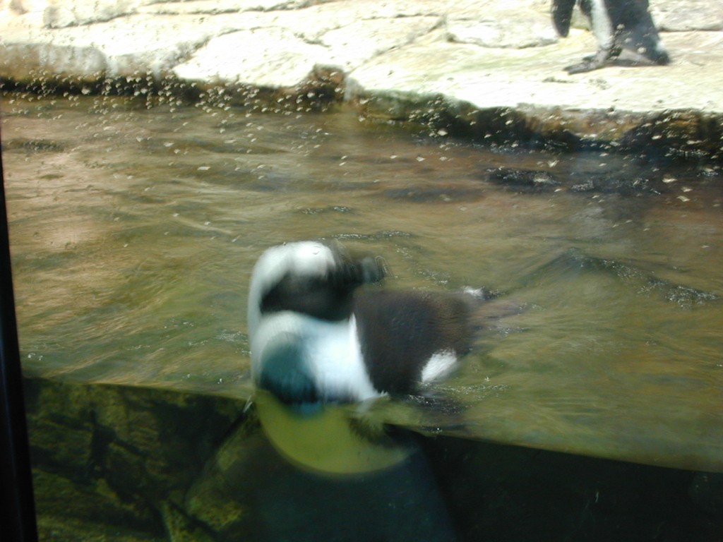 02 floating penguin Monterey Bay Aquarium