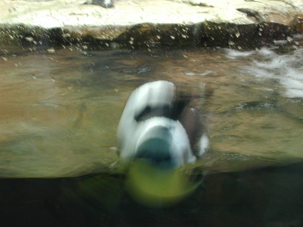 04 penguin still moving