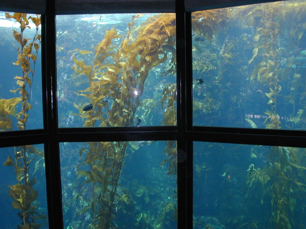 06 kelp forest Monterey Bay Aquarium
