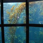 06 kelp forest Monterey Bay Aquarium