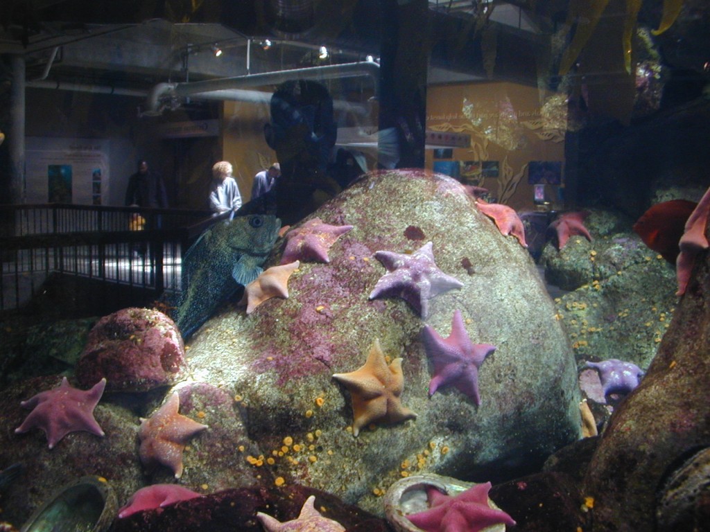 07 starfish Monterey Bay Aquarium