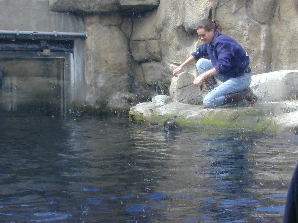 10 feeding sea otters Monterey Bay Aquarium