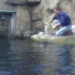 10 feeding sea otters Monterey Bay Aquarium