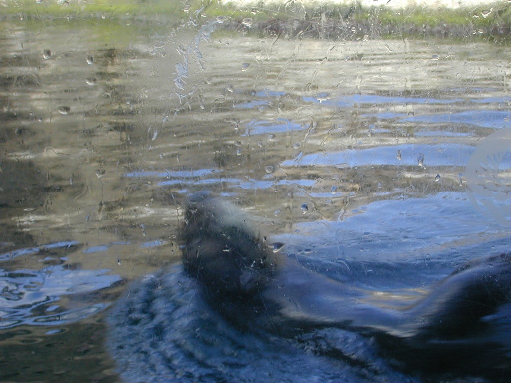11 sea otter swimming Monterey Bay Aquarium