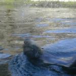 11 sea otter swimming Monterey Bay Aquarium