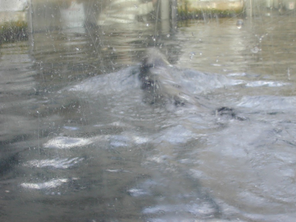 12 sea otter swimming Monterey Bay Aquarium