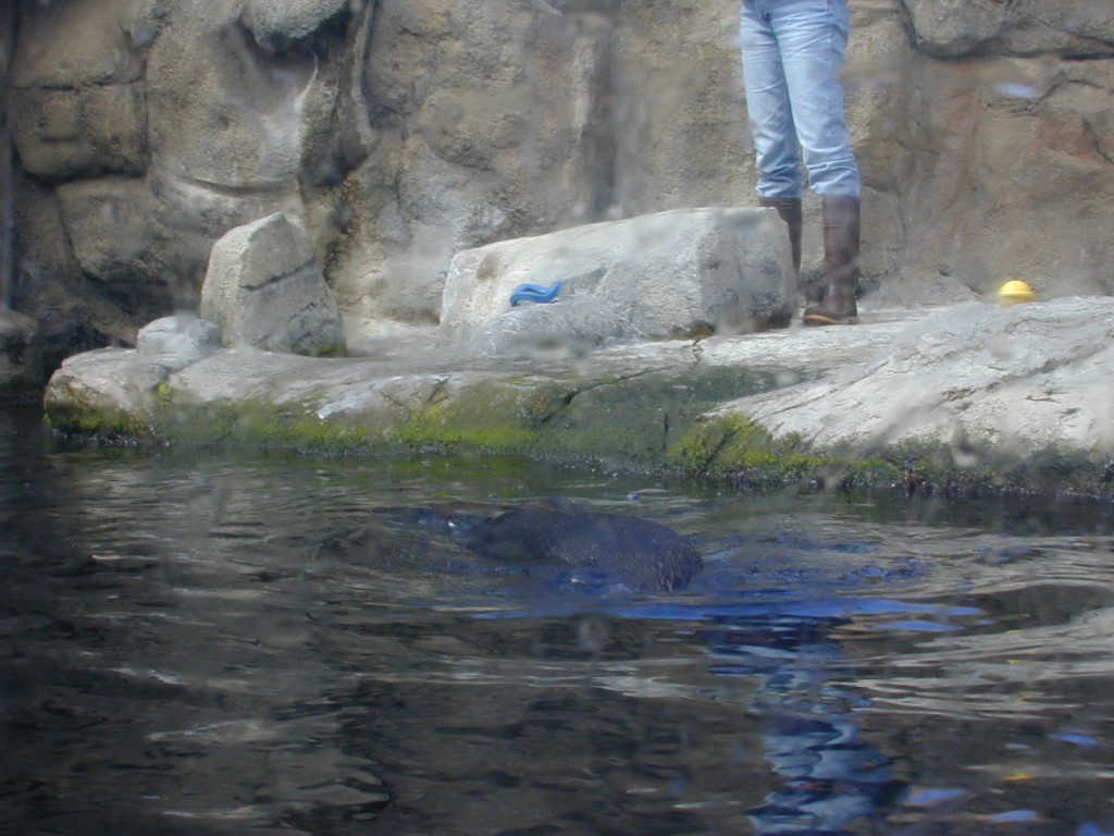 13 sea otter floating Monterey Bay Aquarium