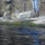 13 sea otter floating Monterey Bay Aquarium