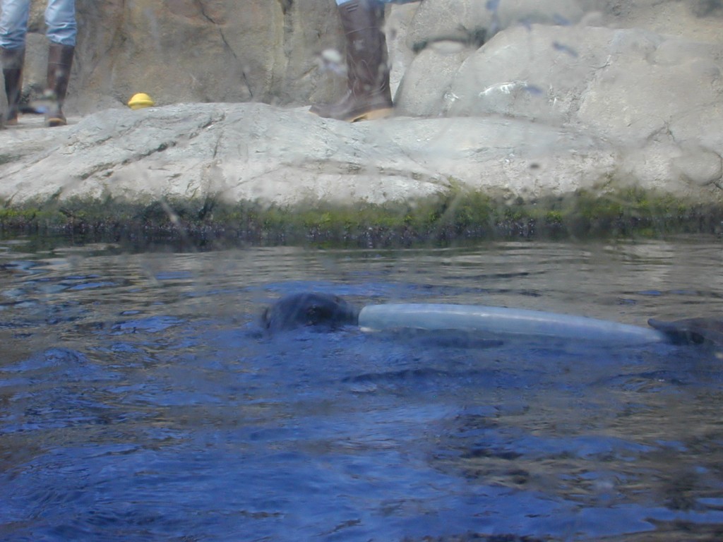 14 sea otter eating Monterey Bay Aquarium