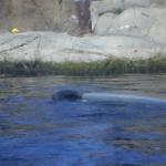 14 sea otter eating Monterey Bay Aquarium