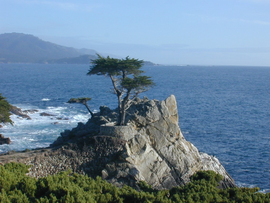 37 Lone Cypress