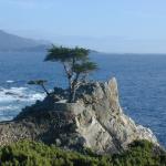 37 Lone Cypress