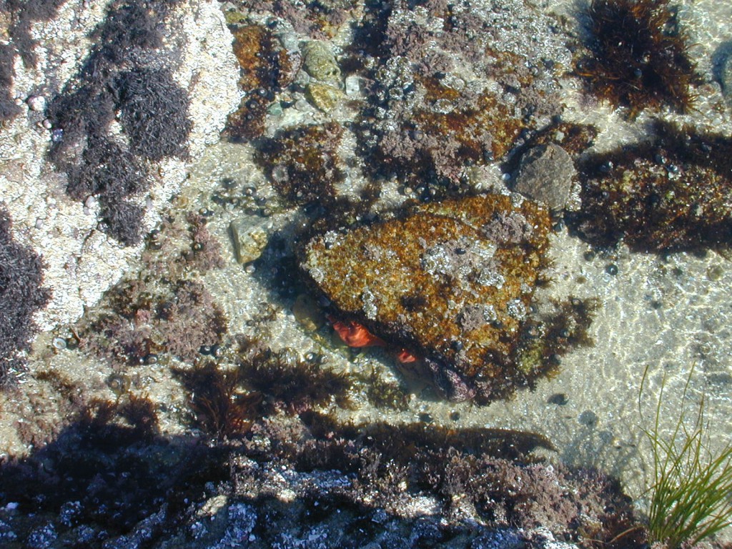 03 starfish in the tide pool