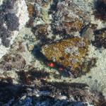 03 starfish in the tide pool