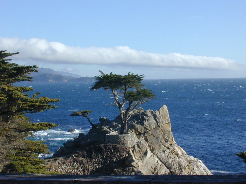 09 The Lone Cypress