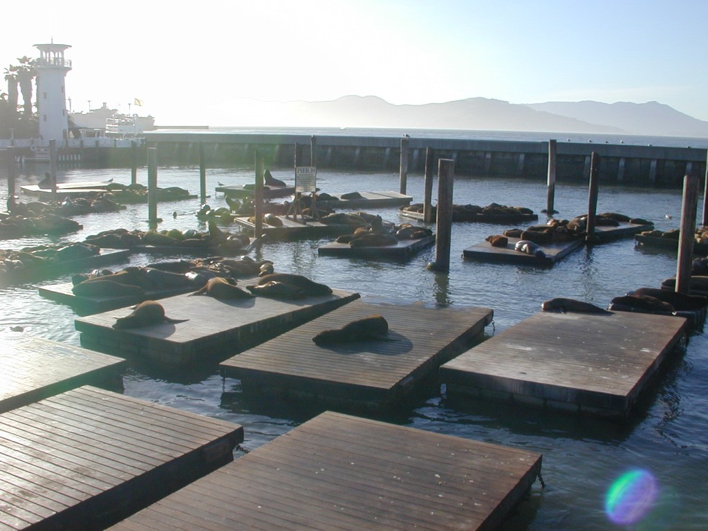 19 Sea Lions at the pier