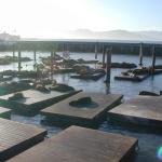 19 Sea Lions at the pier