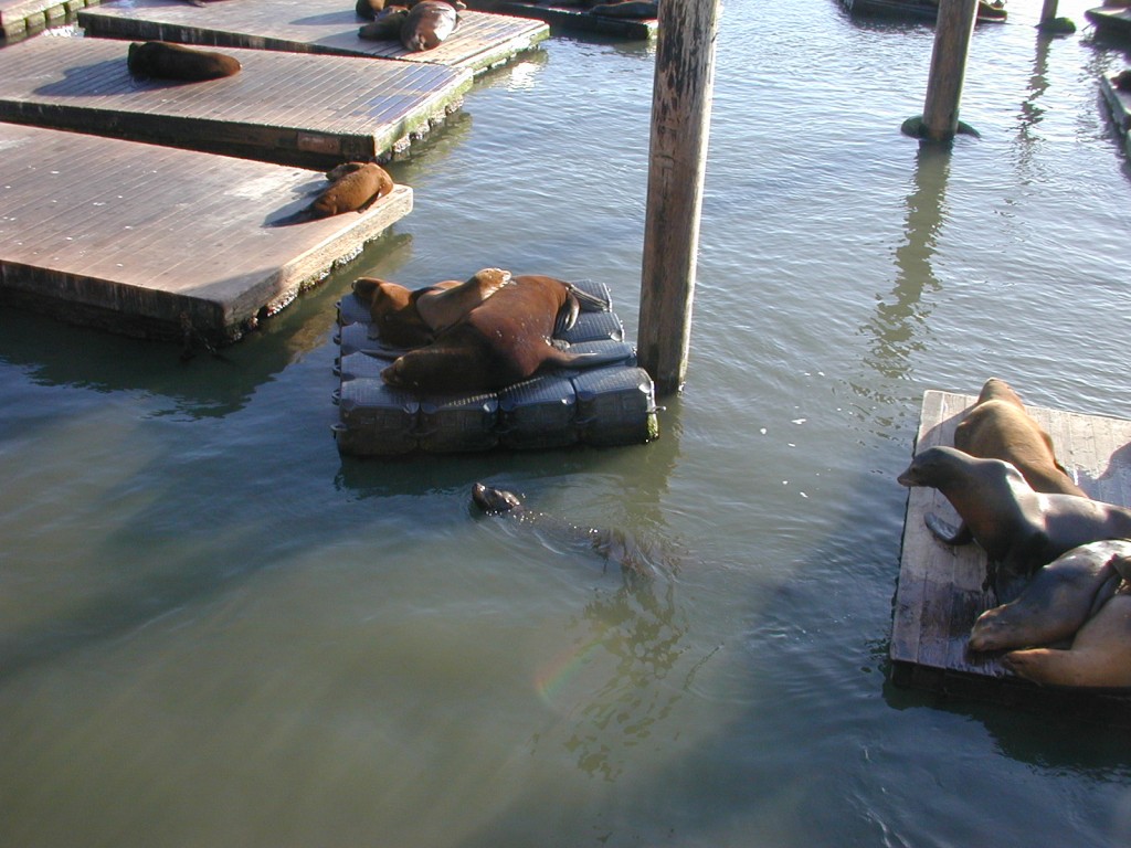 20 Sea Lions at the pier