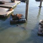 20 Sea Lions at the pier