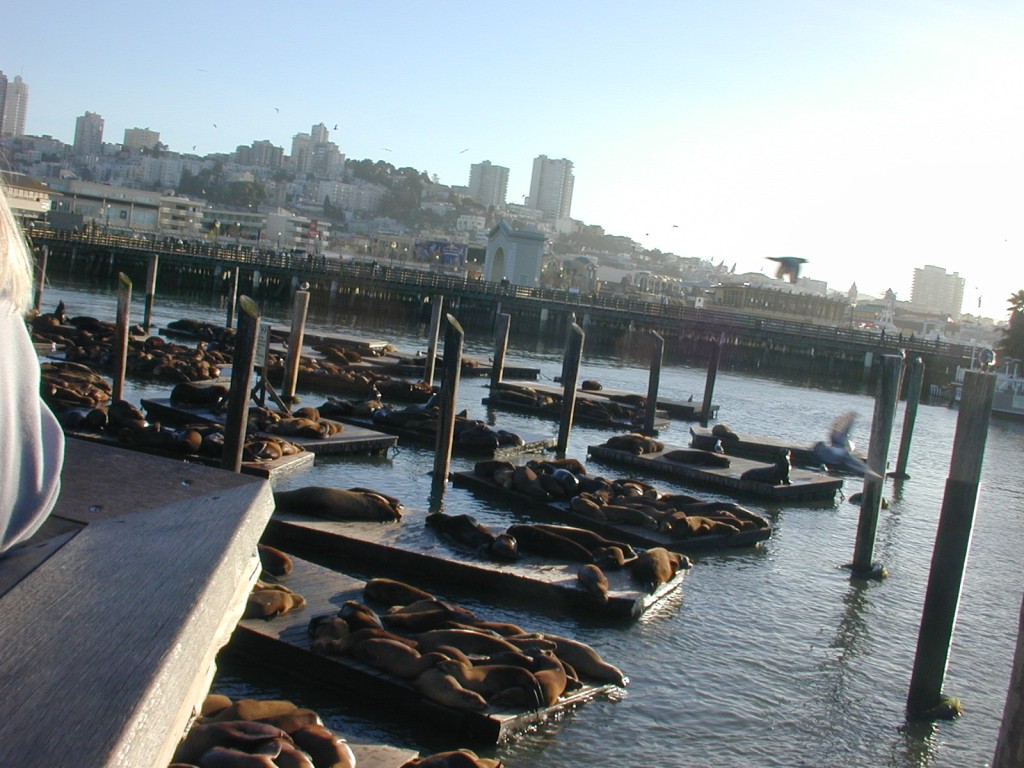 21 Sea Lions at the pier